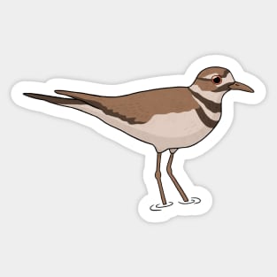 Killdeer bird Sticker